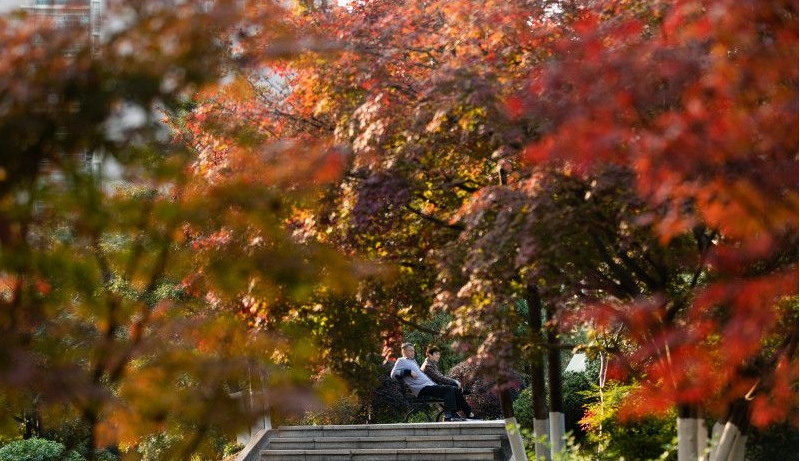 組圖丨沙灣公園金黃碧透